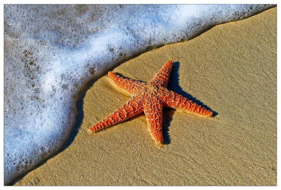 Pedro Lastra - Starfish on the beach, Decorative MDF Panel (90x60cm)