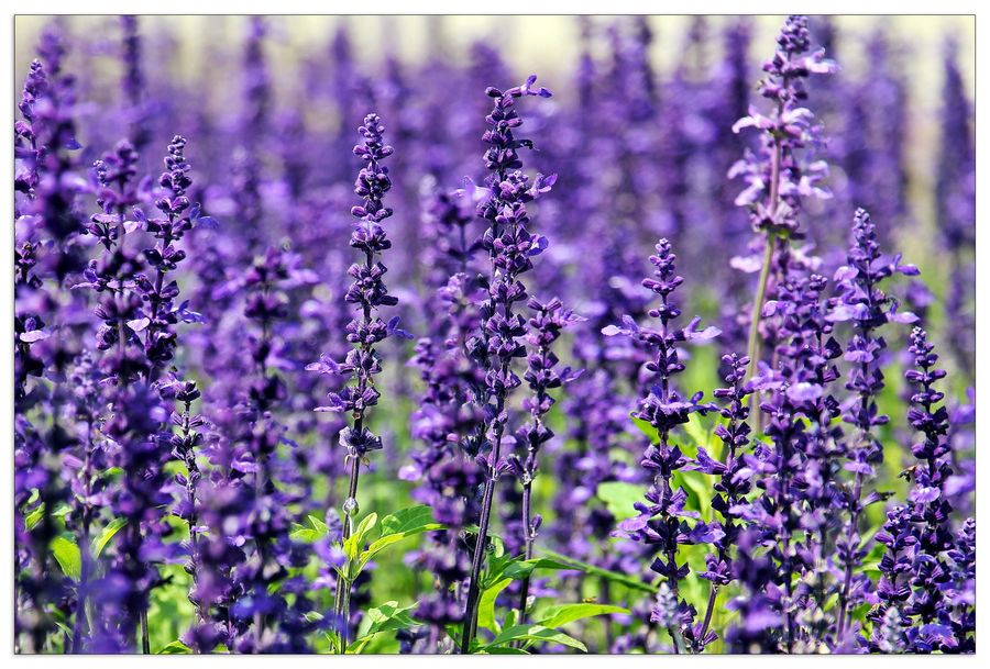 Art Studio - Violet, Decorative MDF Panel (135x90cm)