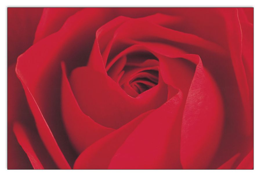 Photography Collection - L Important c'Est La Rose, Decorative MDF Panel (175x115cm)
