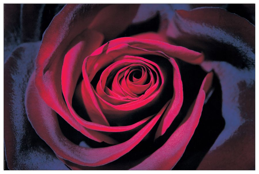 Dark - Purple Rose, Decorative MDF Panel (90x60cm)