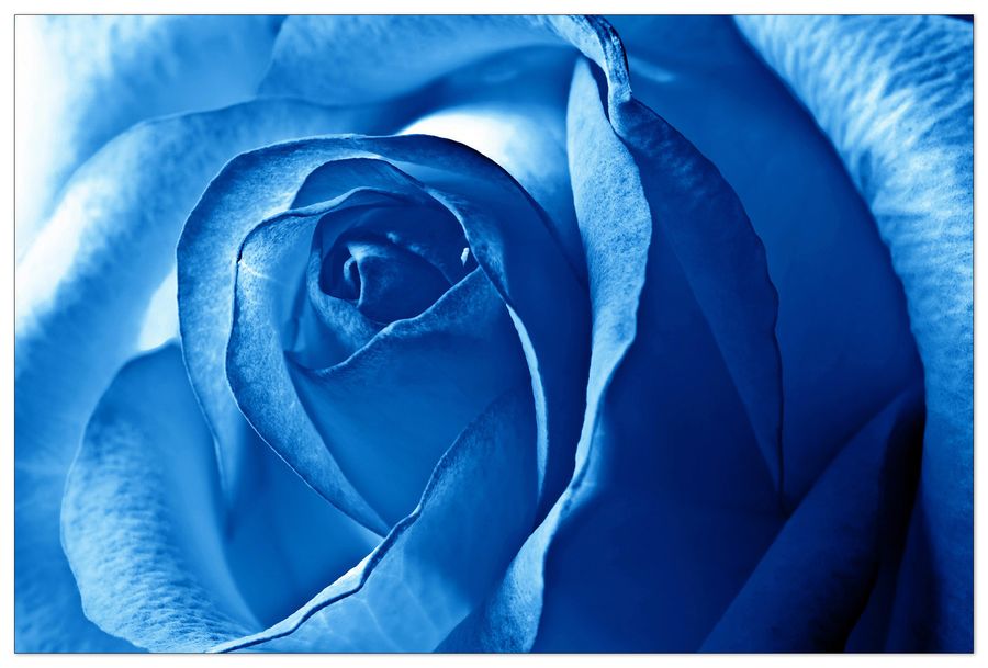 Art Studio - Blue rose, Decorative MDF Panel (135x90cm)