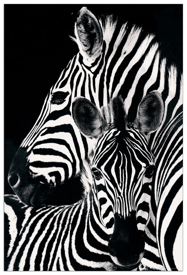 artopweb Zebra & foal Decorative MDF Panel (60x90cm)