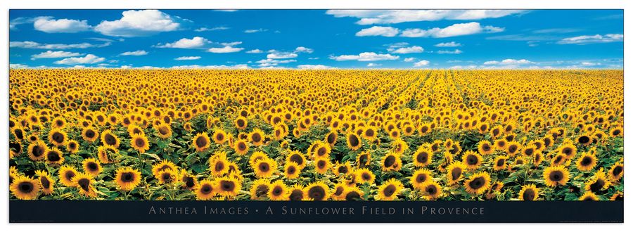 Anthea Images - A Sunflower Field in Provence, Decorative MDF Panel (138x43cm)