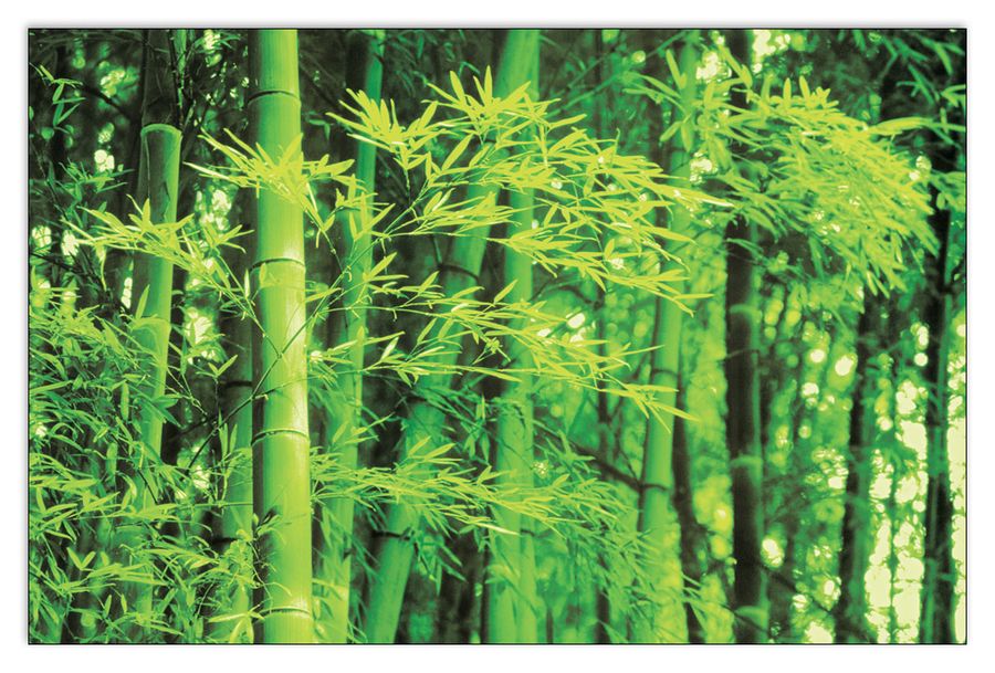 Photography Collection - Bamboo In Spring, Decorative MDF Panel (175x115cm)